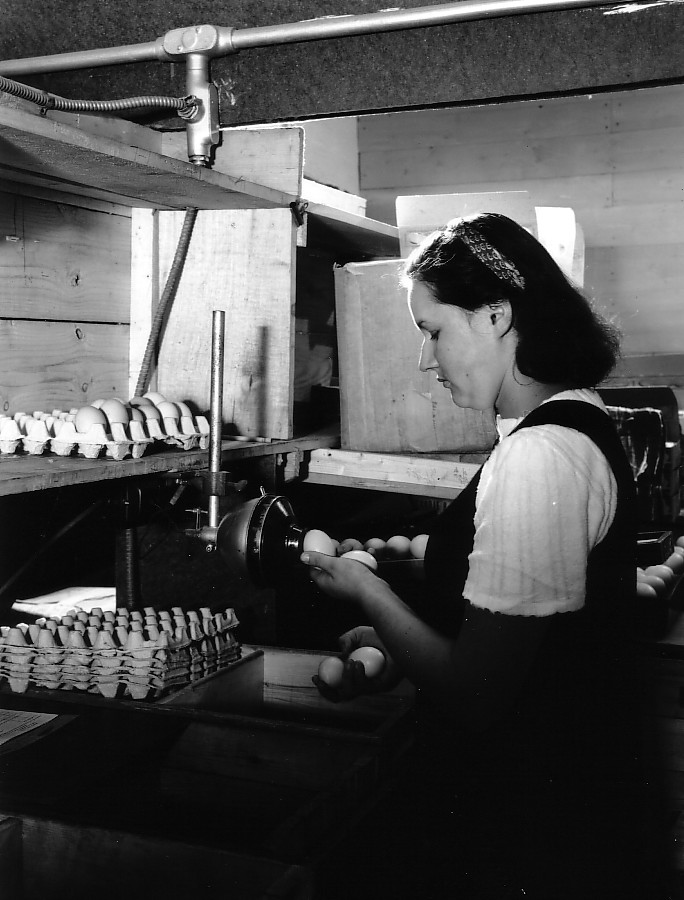 Une femme travaillant dans une ferme avicole à Victoriaville