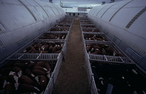 Vente de vaches à l'encan en Abitibi-Témiscamingue