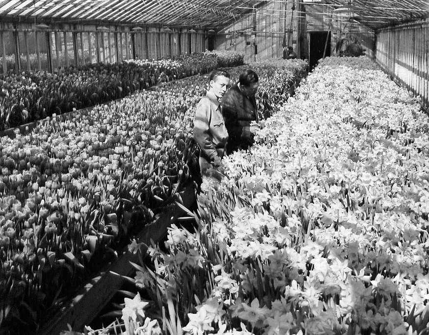 De Côte-des-Neiges à Montréal, reportage photographique chez le fleuriste Légaré et Frères en 1947