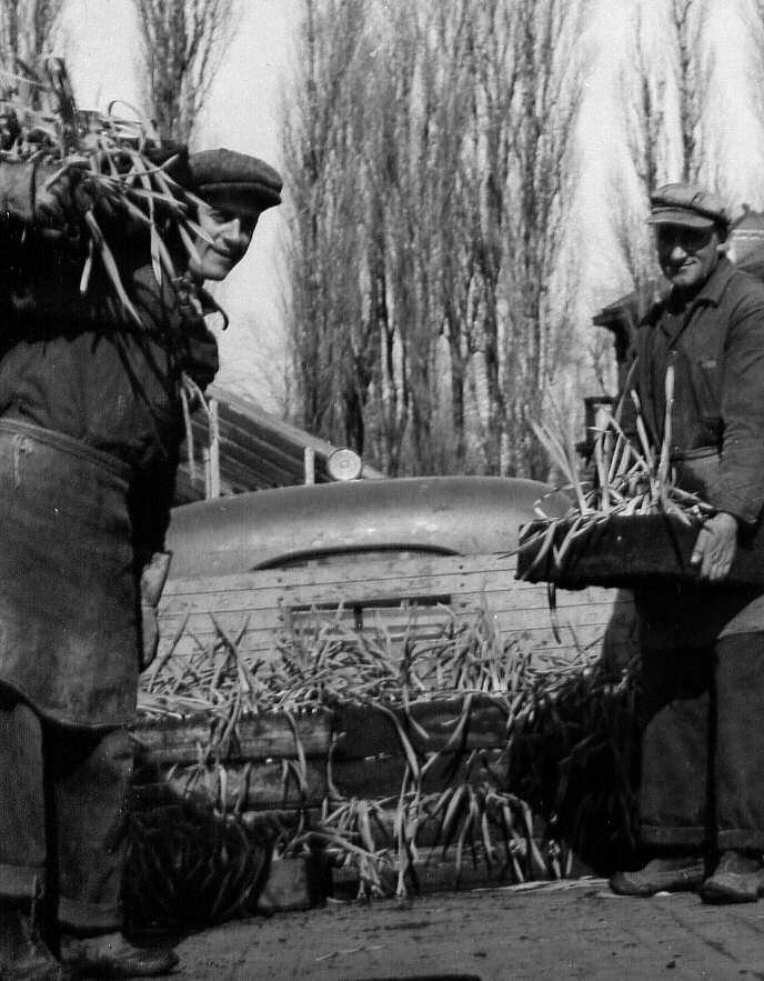 Deux hommes travaillant pour le fleuriste Légaré et Frères de Côte-des-Neiges à Montréal en 1947