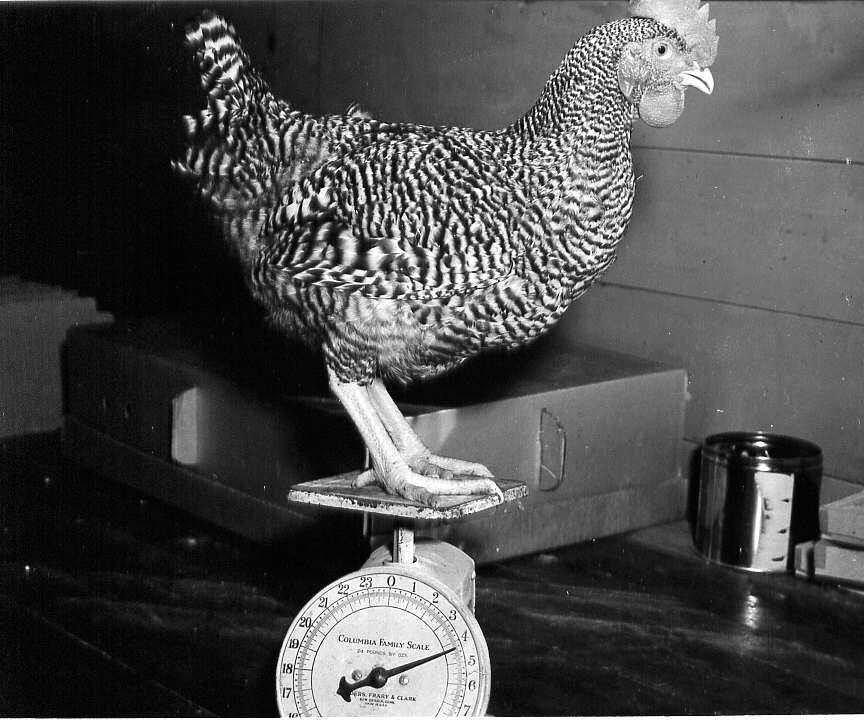 Une poule lors de la pesée chez Réal Lécuyer, propiétaire d'une entreprise avicole à St-Eustache, en 1947