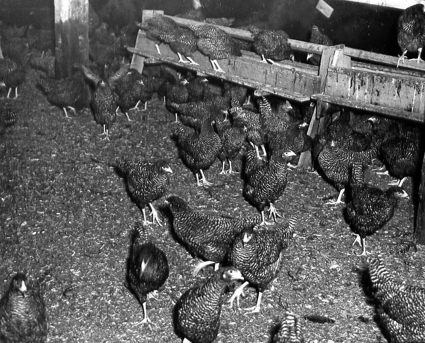 Poules chez Réal Lécuyer, propiétaire d'une entreprise avicole à St-Eustache en 1947