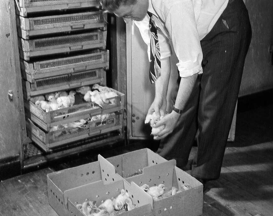 Un homme déposant des poussins dans une boîte au couvoir de St-Hyacinthe en 1947