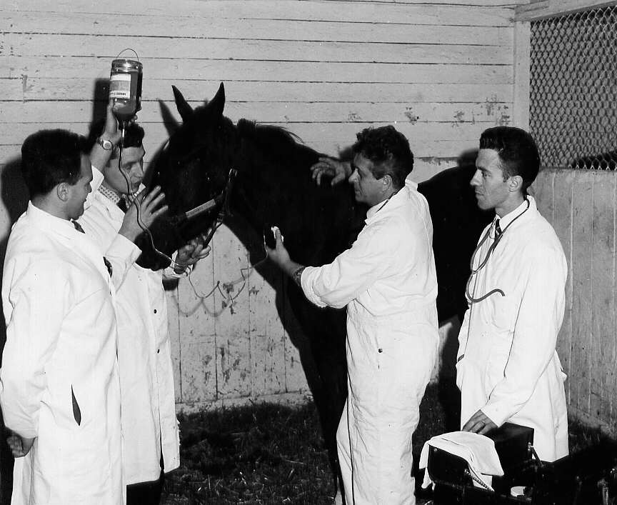 Étudiants pratiquant un examen médical sur un cheval à l'École de médecine vétérinaire de St-Hyacinthe en 1961