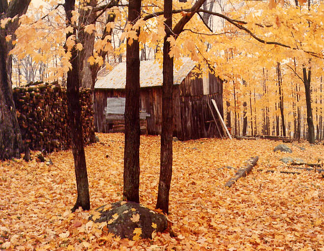 Paysage, probablement dans les Cantons de l'Est où il est possible de voir une petite cabane dans la forêt en automne