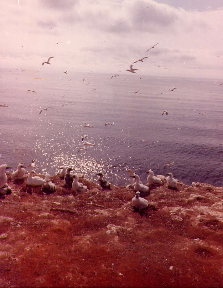 Fous de Bassan aux Îles de la Madeleine, 1975