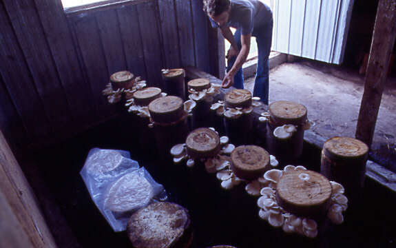 Culture de champignons