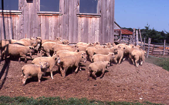 Élevage de moutons