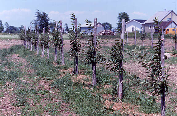 Plantation de pommiers nains